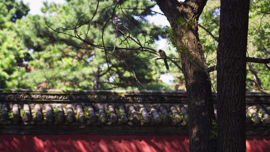 红墙附近飘动的树叶和喜鹊