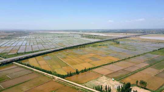 春季灌溉-黄河大桥-万亩稻田