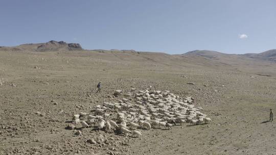 高原 牧羊人和绵羊  灰度