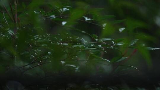 江南春天春雨雨滴绿色植物升格空镜