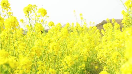 油菜地的概念。五颜六色的黄色成熟的花。