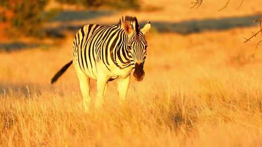 草原野生动物非洲草原