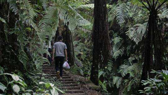 高清航拍四川乐山桫椤大峡谷森林自然风光