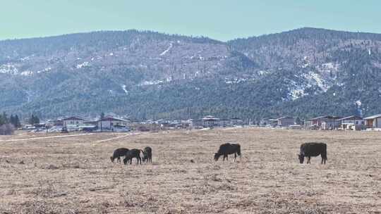 香格里拉雪山耗牛养殖