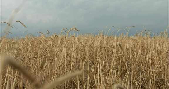 小麦，庄稼，多云的天空，暴风雨云