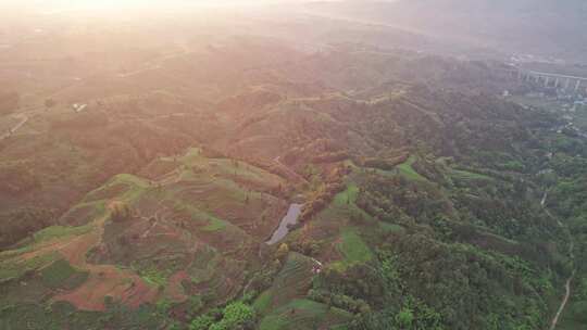 四川雅安市名山区大地指纹茶园茶山白昼航拍