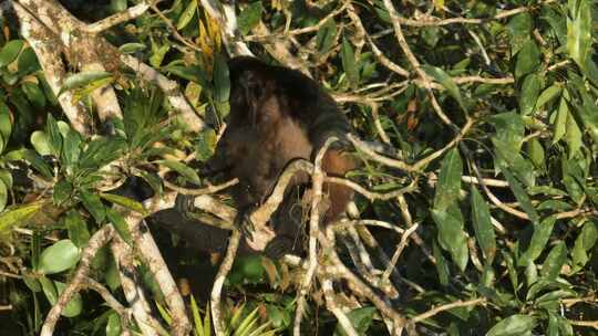 猴子，Mantled Howler，丛林