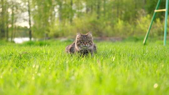 优雅的灰色虎斑猫走在绿色草地上有趣的小猫