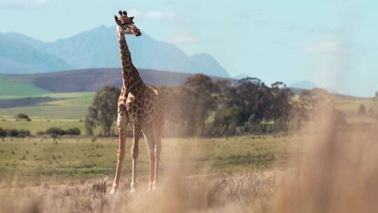 高清实拍长颈鹿吃草