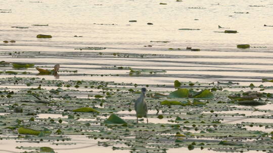旅游景区南京玄武湖夜鹭 鸟水面喝水 慢