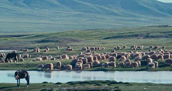 唐古拉山镇放牧的羊群