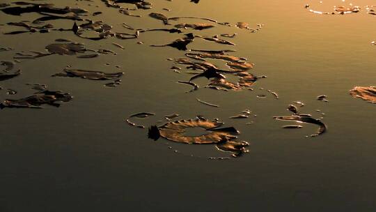 夕阳下的湖面  冰水相融  残荷落日