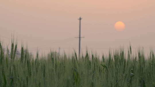 农村小麦田野麦穗电线杆夕阳