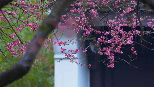 杭州西湖都锦生故居梅花风景