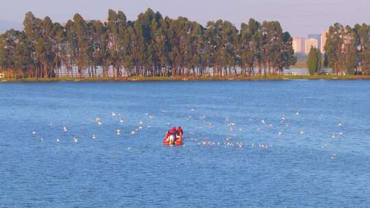 航拍滇池游船与海鸥