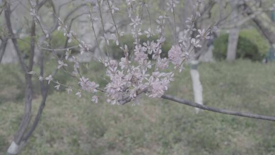 济南五龙潭 百花公园 春日素材