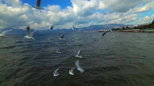 海鸥飞翔在湖面