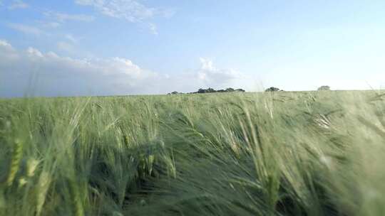 绿油油的麦田小麦种植