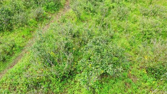 野茶茶山茶田茶树近景航拍环绕