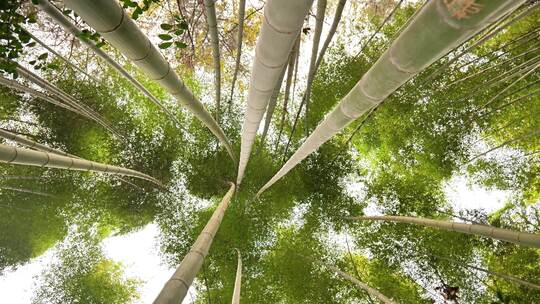 大自然风景美丽的竹海竹林竹子枝繁叶茂