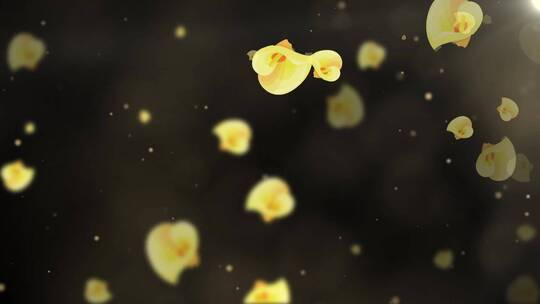黄色马蹄莲花朵飘飞LED唯美演绎背景