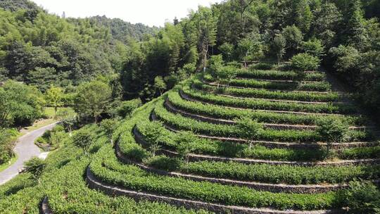 航拍绿色茶园桃花源秦谷