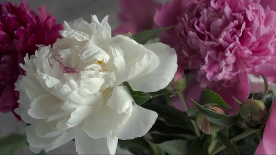 花瓶中的白色牡丹花和粉色牡丹花