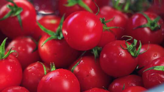 番茄 西红柿 大棚番茄 大棚西红柿