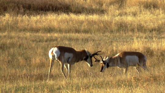 两头羚羊在草原上打架