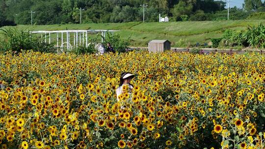 中国广东省佛山市三水区白坭镇七彩花田