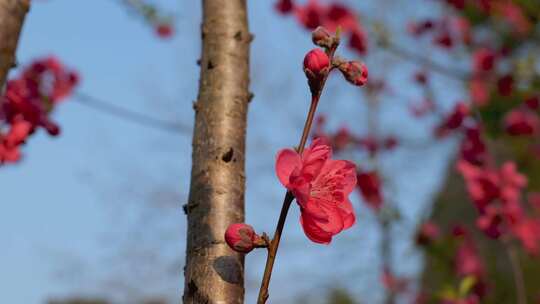 盛开的红色桃花特写