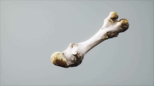 大动物的腿骨
