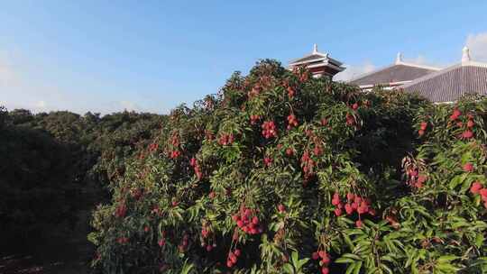 荔枝种植地航拍