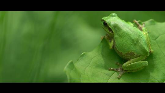 一只青蛙蹲在荷叶上生态自然环境