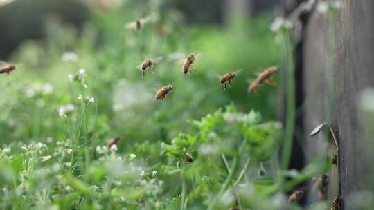 春天的精灵蜜蜂飞舞特写清新唯美慢镜头