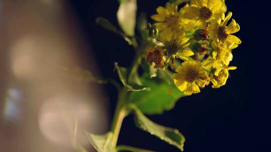 黄花茎上的绿叶