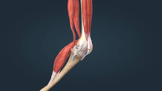 骨骼膝关节股骨胫腓骨韧带软骨膝盖骨关节囊