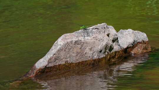 蜻蜓，昆虫，石头，水