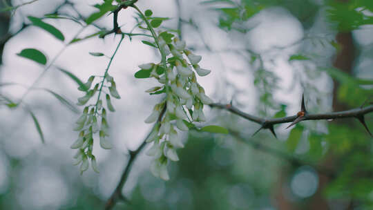 老槐树开花视频素材