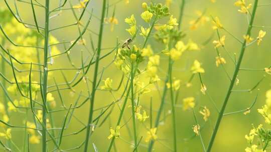 4K拍摄蜜蜂在油菜花海间采蜜特写