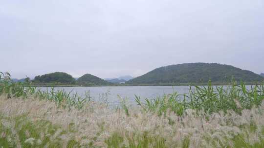 田野中的狗尾巴草