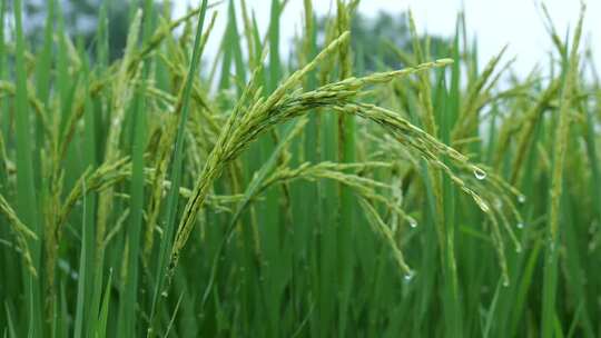 雨中的稻穗水稻特写雨露水珠田野