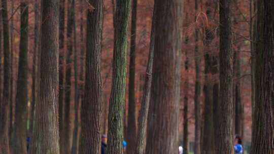 广州番禺大夫山森林公园落羽杉红叶秋景