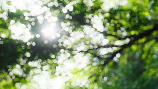 树叶阳光唯美光影夏天意境盛夏叶子阳光树下