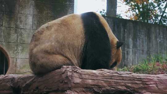 大熊猫熊猫休息活动