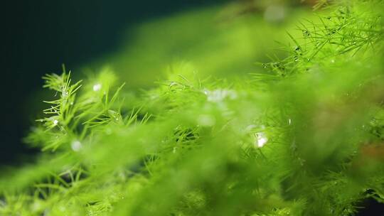 植物下雨的叶子