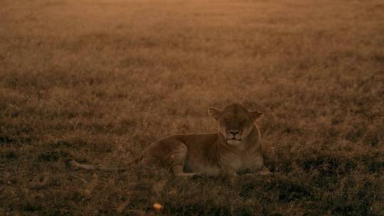 黄昏草地上趴在的狮子