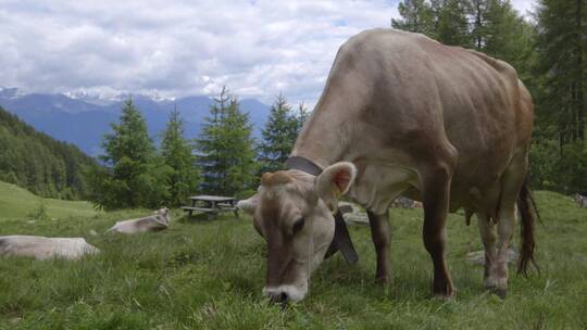 瑞士山间奶牛5视频素材模板下载