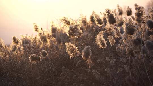芦苇 湿地 芦苇田 植物 大片芦苇 芦苇地