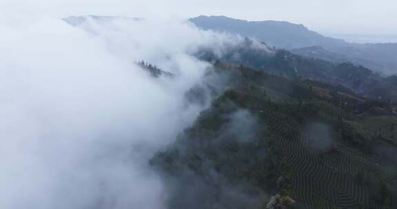 山间云海森林俯瞰景象四川峨眉山下云雾茶园